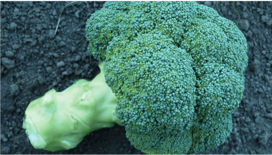 broccolo domino