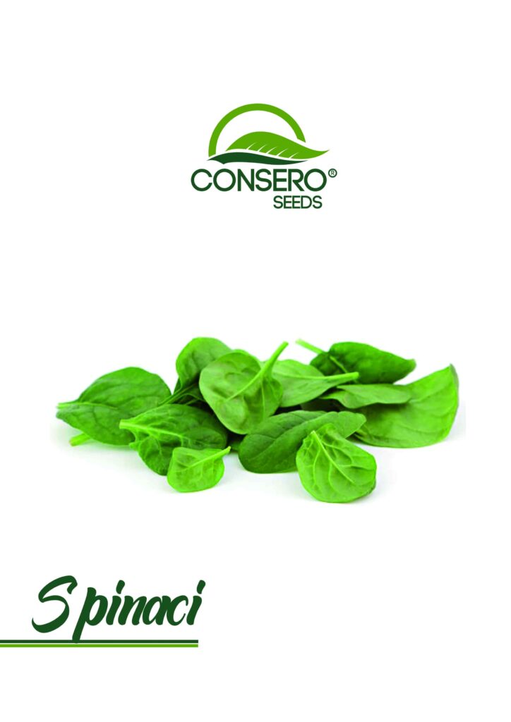copertina spinaci